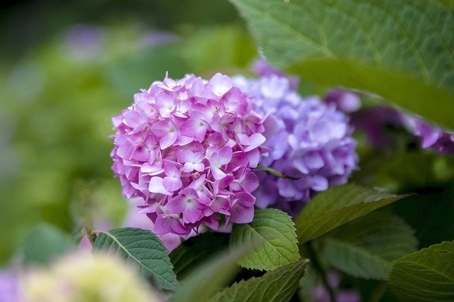 Muat turun percuma Nature Pink Flower - foto atau gambar percuma untuk diedit dengan editor imej dalam talian GIMP