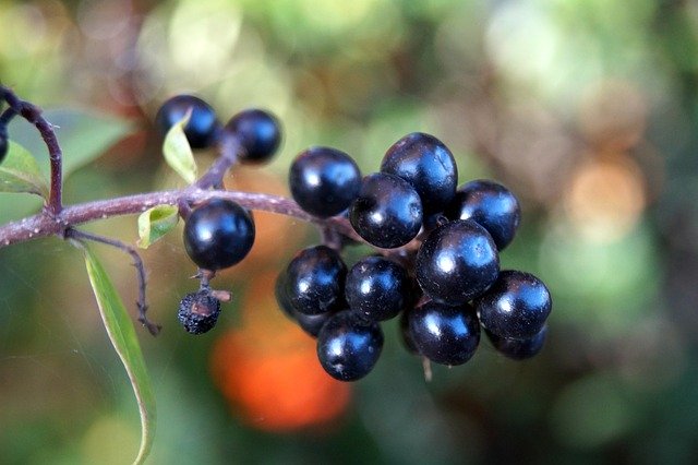 Безкоштовно завантажте Nature Plant – безкоштовну фотографію чи малюнок для редагування в онлайн-редакторі зображень GIMP