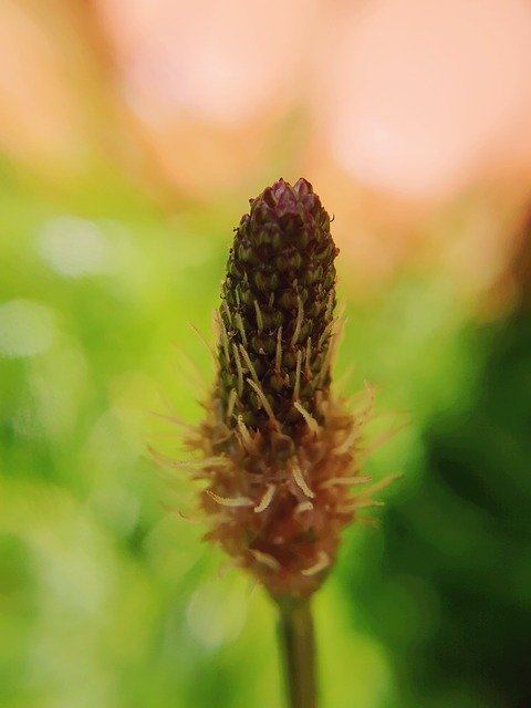 Gratis download Nature Weegbree Plant - gratis foto of afbeelding om te bewerken met GIMP online afbeeldingseditor