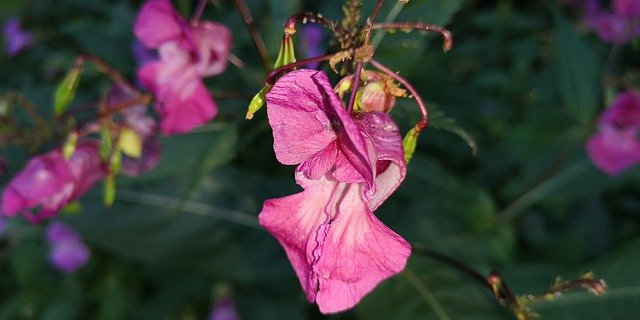 Free download Nature Plant Balsam -  free photo or picture to be edited with GIMP online image editor