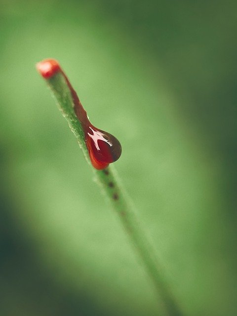 Descărcare gratuită Nature Plant Blood - fotografie sau imagini gratuite pentru a fi editate cu editorul de imagini online GIMP
