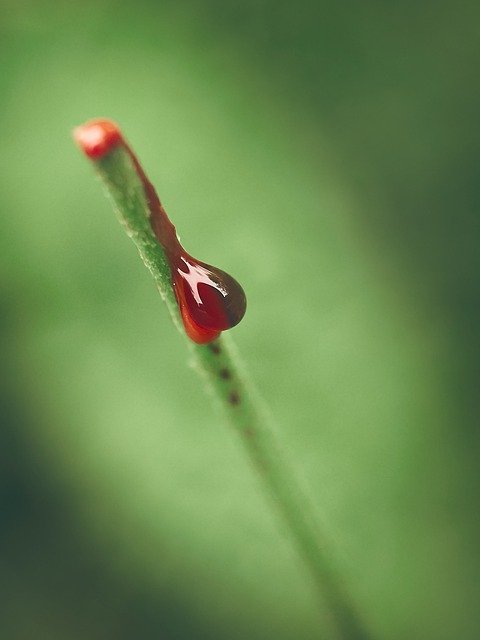 무료 다운로드 Nature Plant Blood - 무료 사진 또는 GIMP 온라인 이미지 편집기로 편집할 수 있는 사진