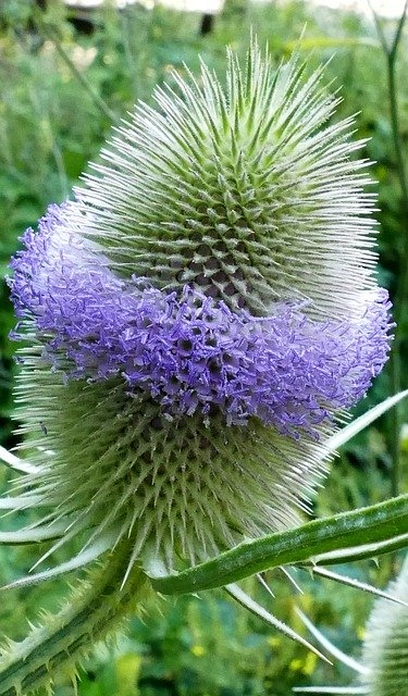 Bezpłatne pobieranie Nature Plant Card - bezpłatne zdjęcie lub obraz do edycji za pomocą internetowego edytora obrazów GIMP