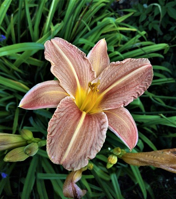 تحميل مجاني Nature Plant Day-Lily - صورة مجانية أو صورة لتحريرها باستخدام محرر الصور عبر الإنترنت GIMP