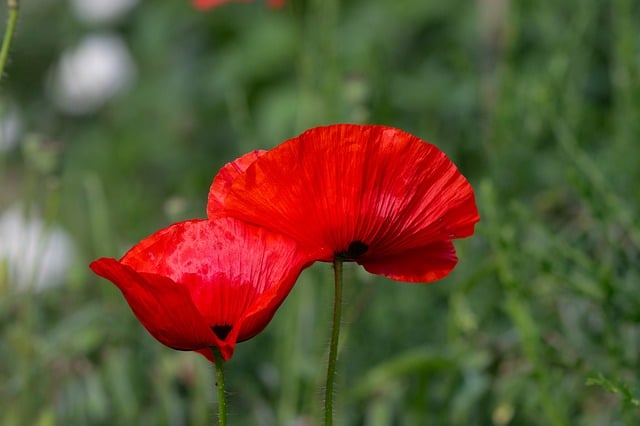 Free download nature plant flower flora close up free picture to be edited with GIMP free online image editor