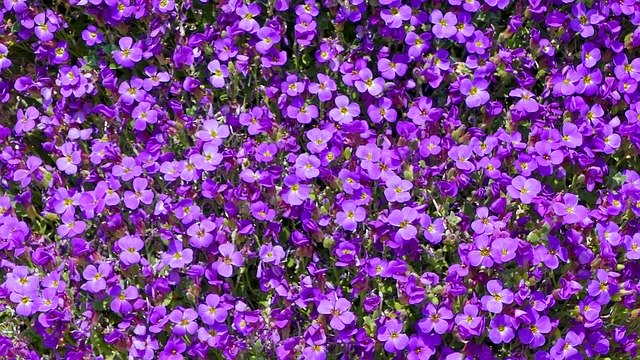 Free download Nature Plant Garden -  free photo or picture to be edited with GIMP online image editor