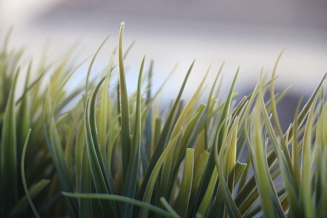 Gratis download Nature Plant Grass - gratis foto of afbeelding om te bewerken met GIMP online afbeeldingseditor