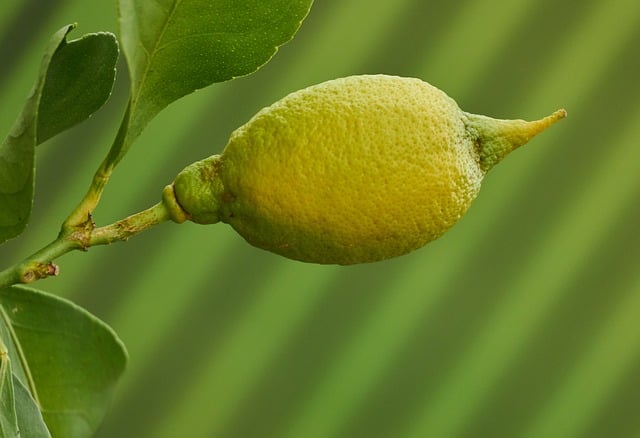 Free download nature plant lemon fruit healthy free picture to be edited with GIMP free online image editor