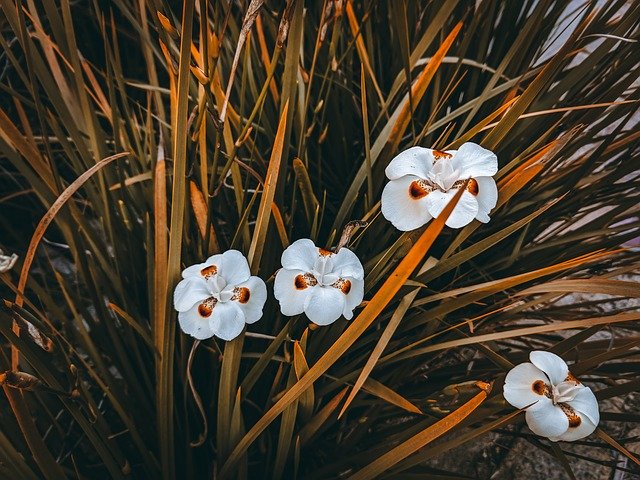 ດາວ​ໂຫຼດ​ຟຣີ Nature Plant No Person - ຮູບ​ພາບ​ຟຣີ​ຫຼື​ຮູບ​ພາບ​ທີ່​ຈະ​ໄດ້​ຮັບ​ການ​ແກ້​ໄຂ​ກັບ GIMP ອອນ​ໄລ​ນ​໌​ບັນ​ນາ​ທິ​ການ​ຮູບ​ພາບ​