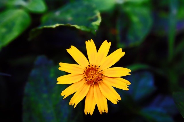 Free download Nature Plant Petal -  free photo or picture to be edited with GIMP online image editor