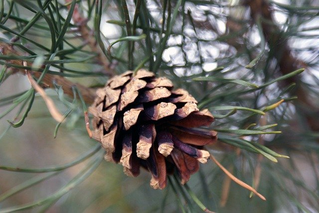 Free download Nature Plant Pine -  free photo or picture to be edited with GIMP online image editor