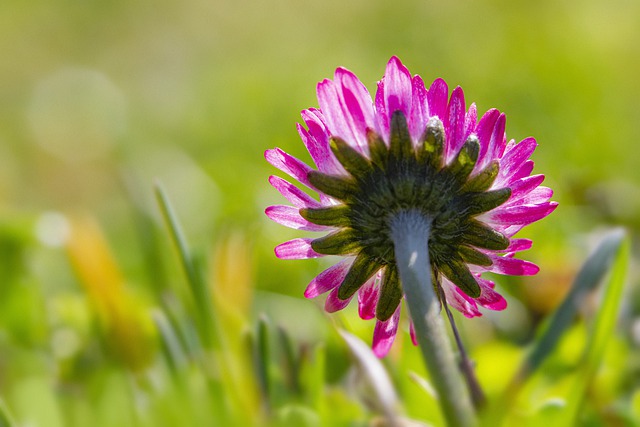 Free download nature plant pink color close up free picture to be edited with GIMP free online image editor