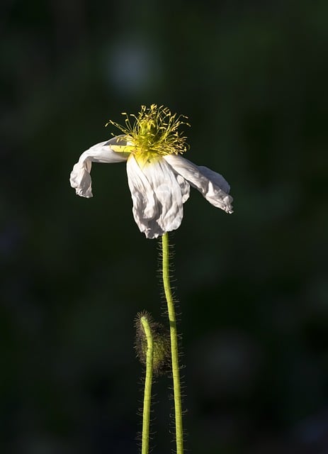 Free download nature plant poppy pistil stamen free picture to be edited with GIMP free online image editor