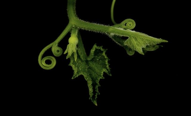 免费下载自然植物南瓜 - 可使用 GIMP 在线图像编辑器编辑的免费照片或图片