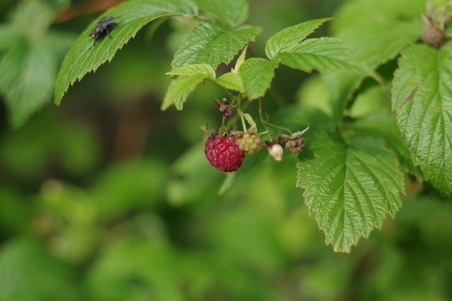 Free picture Nature Plant Raspberry -  to be edited by GIMP free image editor by OffiDocs
