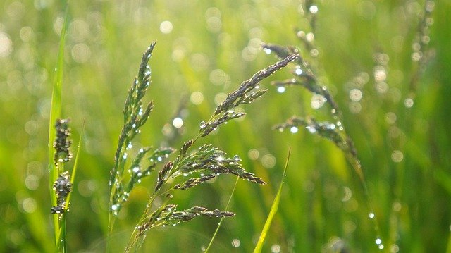 ດາວ​ໂຫຼດ​ຟຣີ Nature Plants Blades - ຮູບ​ພາບ​ຟຣີ​ຫຼື​ຮູບ​ພາບ​ທີ່​ຈະ​ໄດ້​ຮັບ​ການ​ແກ້​ໄຂ​ກັບ GIMP ອອນ​ໄລ​ນ​໌​ບັນ​ນາ​ທິ​ການ​ຮູບ​ພາບ​