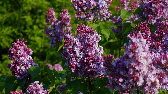 無料ダウンロードNature Plants Blooming - GIMPオンラインイメージエディターで編集できる無料の写真または画像