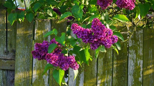 Free download Nature Plants Blossoming -  free photo or picture to be edited with GIMP online image editor