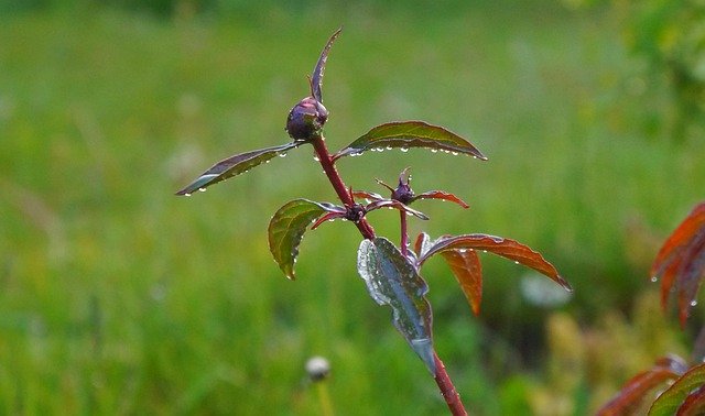 Free download Nature Plants Bud -  free photo or picture to be edited with GIMP online image editor