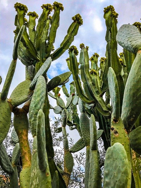 Free download Nature Plants Cactus -  free photo or picture to be edited with GIMP online image editor