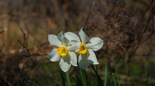 免费下载自然植物水仙花 - 使用 GIMP 在线图像编辑器编辑的免费照片或图片