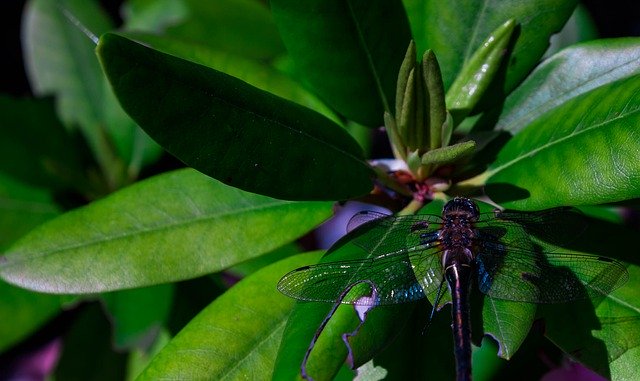 Free download Nature Plants Dragonfly -  free photo or picture to be edited with GIMP online image editor