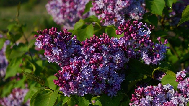 Скачать бесплатно Nature Plants Flourishing - бесплатное фото или изображение для редактирования с помощью онлайн-редактора изображений GIMP