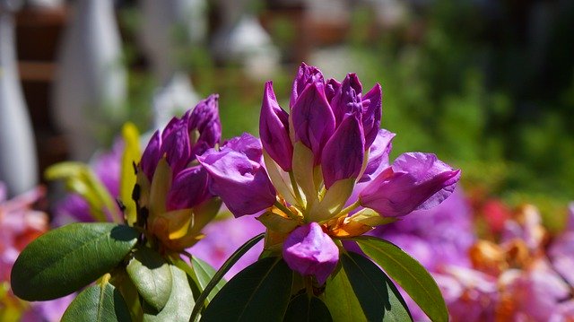 무료 다운로드 자연 식물 꽃 The - 무료 사진 또는 GIMP 온라인 이미지 편집기로 편집할 수 있는 사진