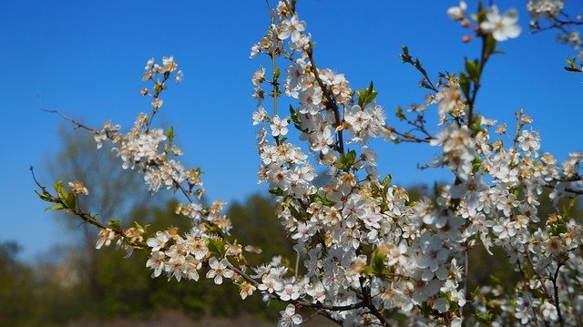 Free download Nature Plants Garden -  free photo or picture to be edited with GIMP online image editor