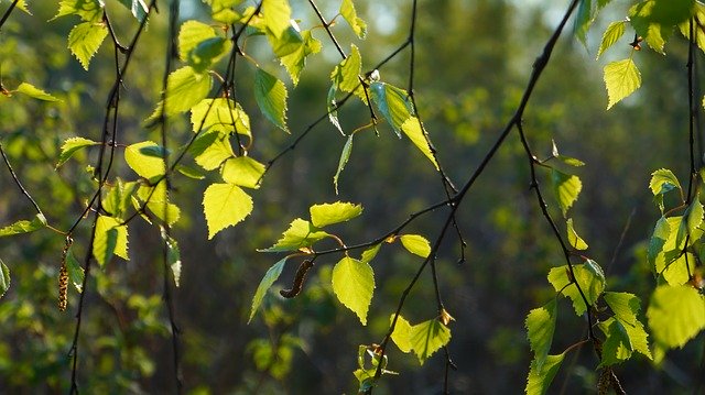 Doğa Bitkileri Yeşili ücretsiz indirin - GIMP çevrimiçi resim düzenleyiciyle düzenlenecek ücretsiz fotoğraf veya resim