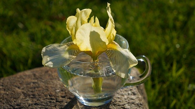 Free download Nature Plants Iris -  free photo or picture to be edited with GIMP online image editor