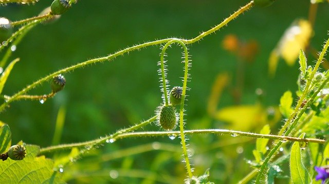 Muat turun percuma Nature Plants Poppy - foto atau gambar percuma untuk diedit dengan editor imej dalam talian GIMP