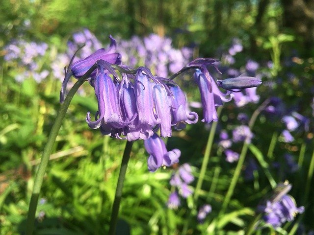 ດາວ​ໂຫຼດ​ຟຣີ Nature Plant Spring - ຮູບ​ພາບ​ຟຣີ​ຫຼື​ຮູບ​ພາບ​ທີ່​ຈະ​ໄດ້​ຮັບ​ການ​ແກ້​ໄຂ​ກັບ GIMP ອອນ​ໄລ​ນ​໌​ບັນ​ນາ​ທິ​ການ​ຮູບ​ພາບ​