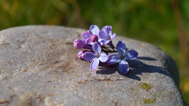تنزيل Nature Plants Stone مجانًا - صورة مجانية أو صورة لتحريرها باستخدام محرر الصور عبر الإنترنت GIMP