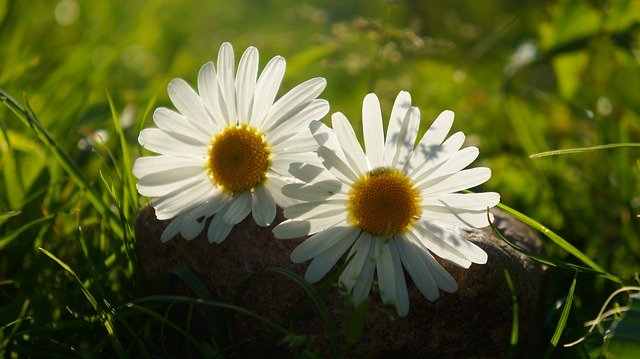 Free download Nature Plants Two -  free photo or picture to be edited with GIMP online image editor