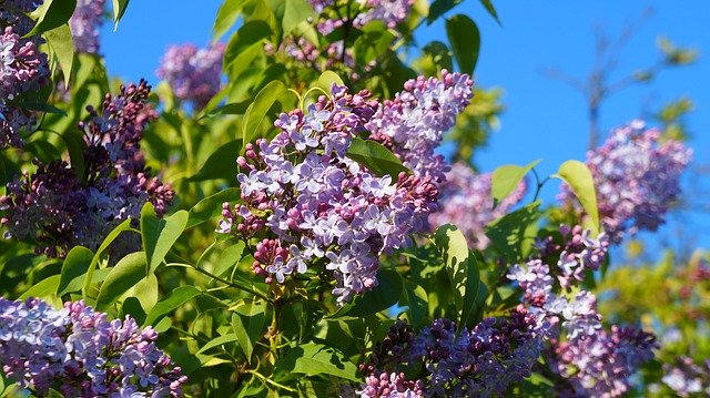 Free download Nature Plants Violet -  free photo or picture to be edited with GIMP online image editor