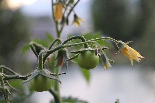 Descarga gratuita Nature Plant Tomato Yellow - foto o imagen gratuita para editar con el editor de imágenes en línea GIMP