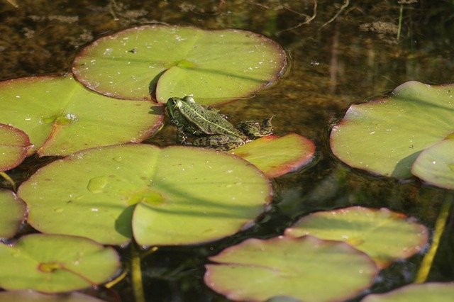 Free download Nature Pond Frog Garden -  free photo or picture to be edited with GIMP online image editor