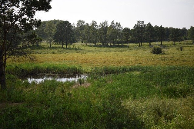 Unduh gratis Nature Pond Green - foto atau gambar gratis untuk diedit dengan editor gambar online GIMP