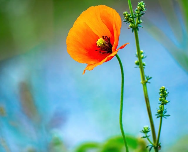 Free download nature poppy plant blossom bloom free picture to be edited with GIMP free online image editor
