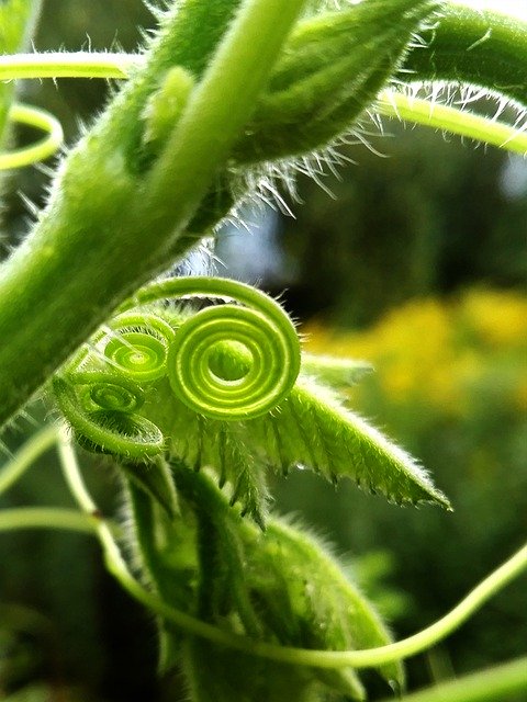 無料ダウンロードNature Pumpkin - GIMPオンラインイメージエディターで編集できる無料の写真または画像