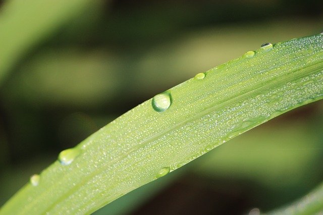 Muat turun percuma Nature Rain Green - foto atau gambar percuma untuk diedit dengan editor imej dalam talian GIMP