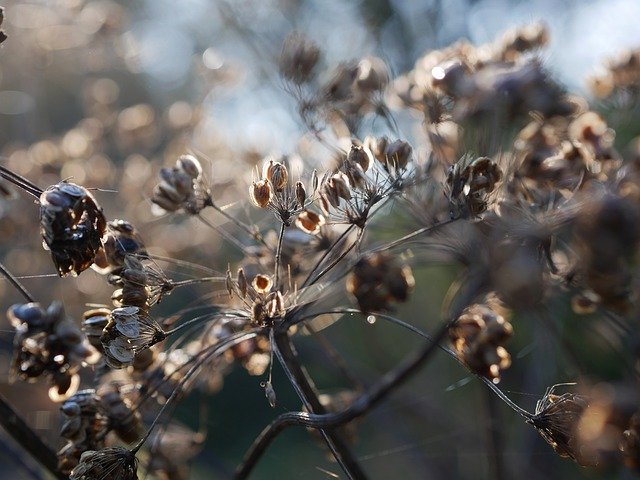 Free download Nature Recording Sunlight Close Up -  free free photo or picture to be edited with GIMP online image editor