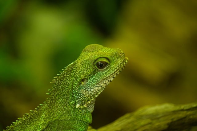 Free download nature reptile lizard wildlife free picture to be edited with GIMP free online image editor