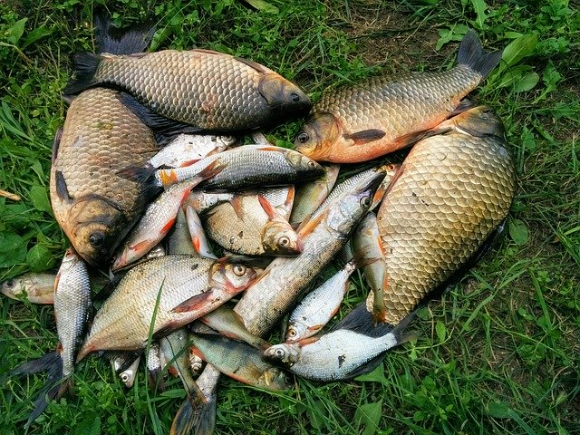 Bezpłatne pobieranie Nature River Lake - bezpłatne zdjęcie lub obraz do edycji za pomocą internetowego edytora obrazów GIMP