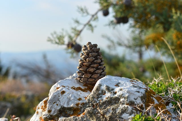 Free download nature rock mountain pinecone free picture to be edited with GIMP free online image editor