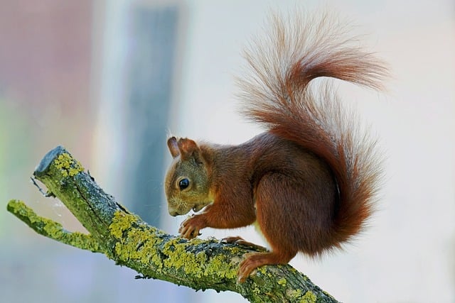 Free download nature rodent squirrel wildlife free picture to be edited with GIMP free online image editor