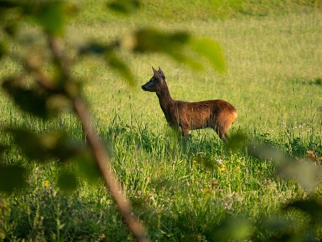 הורדה חינם Nature Roe Animal - תמונה או תמונה בחינם לעריכה עם עורך התמונות המקוון GIMP