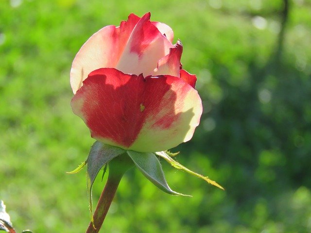 Unduh gratis Nature Rosa Garden - foto atau gambar gratis untuk diedit dengan editor gambar online GIMP