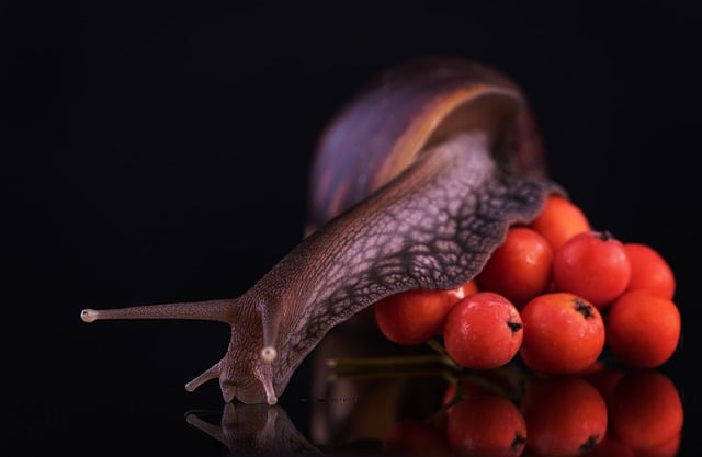Free download nature rowan berries snail macro free picture to be edited with GIMP free online image editor
